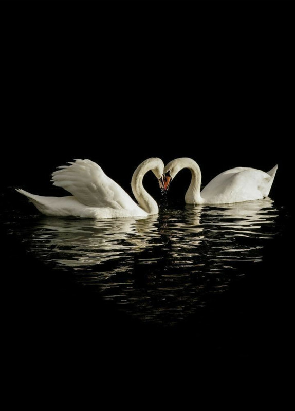 Screenshot_20230401_234915_Pinterest