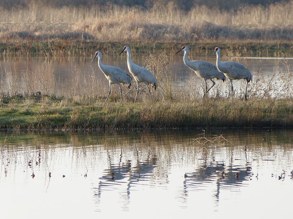Sandhill-cranes04.jpg