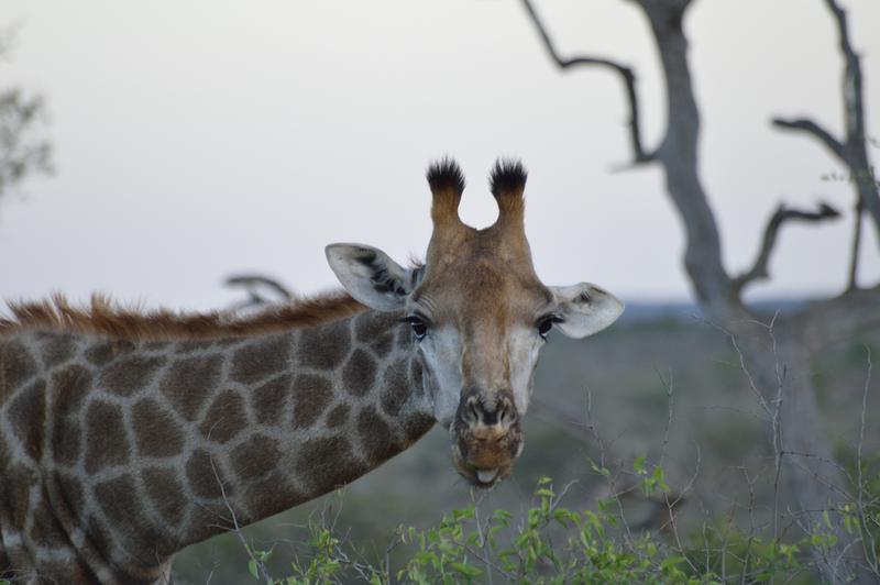 DÍA 9:  KRUGER (Berg-en-Dal – Lower Sabie) - Sudáfrica y Seychelles 2018 -  Una Honeymoon llena de vida (8)