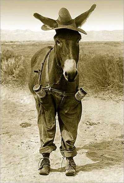 Donkey-In-Cowboy-Costume-Funny-Image.jpg