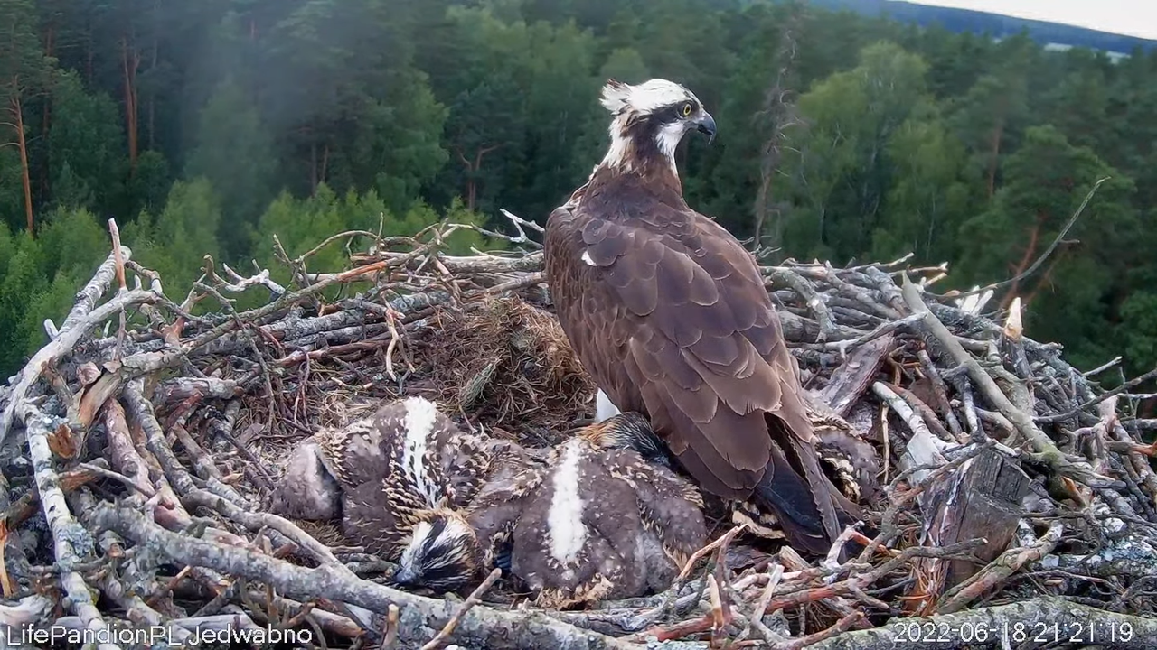 Rybołowy Online Puszcza Napiwodzko-Ramucka _ Ospreys Online in Napiwodzko-Ramucka Forest 12-38-33 sc