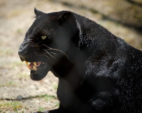 Ilustrasi black leopard