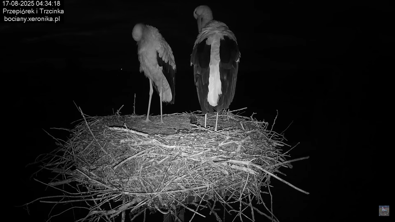 17082025bociany1