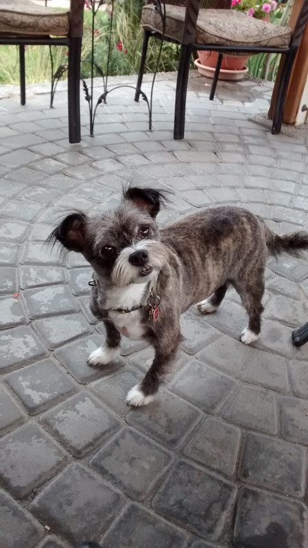 World-s-Best-Dog.jpg