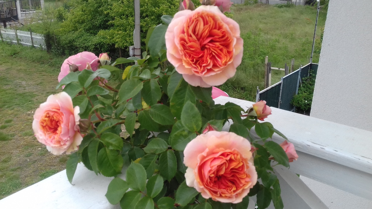 20170528_122625