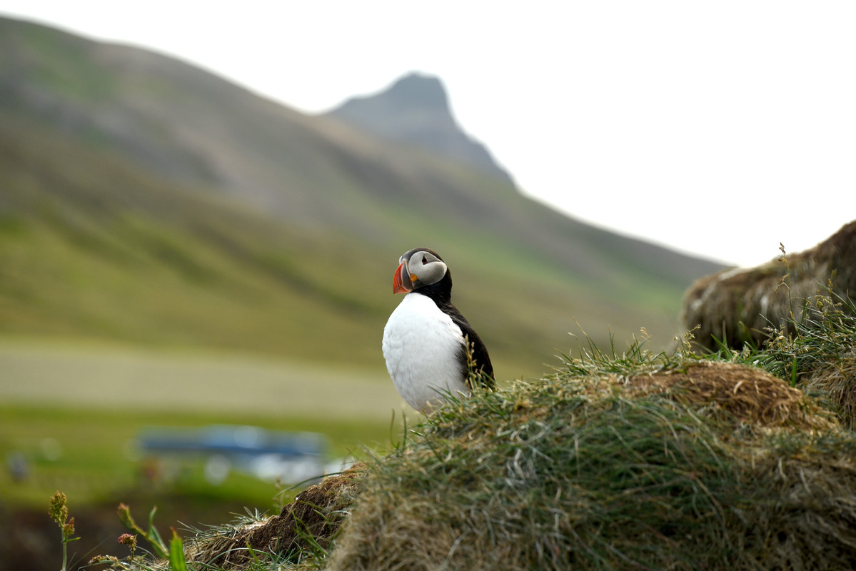 Iceland, Las fuerzas de la naturaleza (2021) - Blogs de Islandia - Sur y este: Hielo y sol (93)