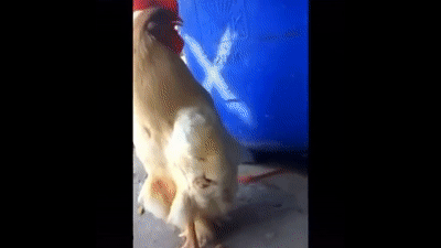 UNUSUAL-MEMES-COMPILATION-V197.gif