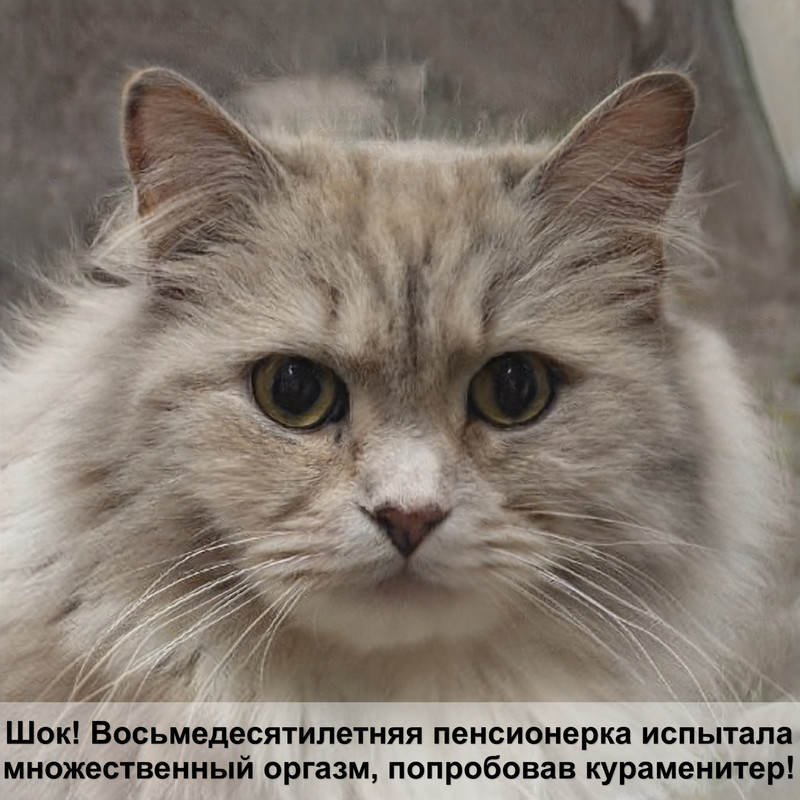 домик для котенка