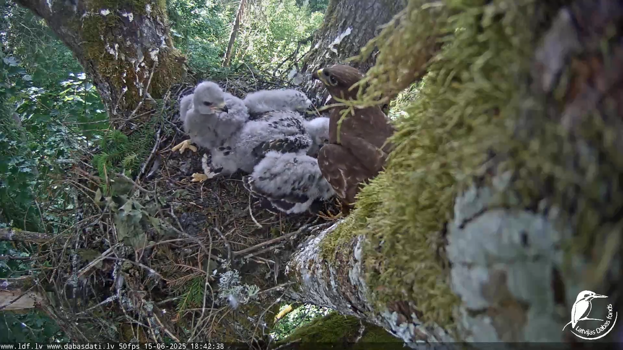 Melnās klijas (Milvus migrans) Kurzemē_ peļu klijāni (Buteo buteo) 12-37-53 screenshot