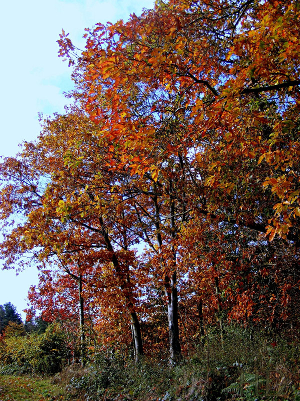 autumn-woods-HD.jpg