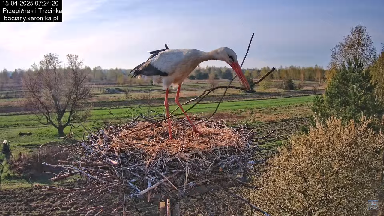15042025bociany9
