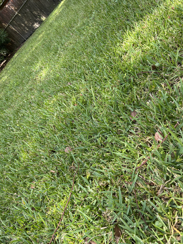 Too Late in Season to Blanket Spray? New Lawn Lawn Care Forum