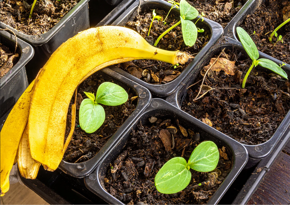 Realiza este abono con frutas de temporada