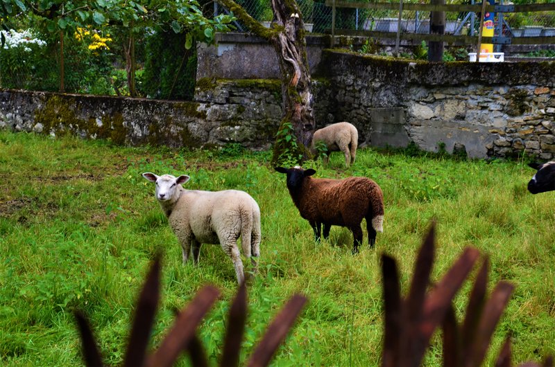 SAINT URSANNE-5-9-2019 - Suiza y sus pueblos-2019 (64)