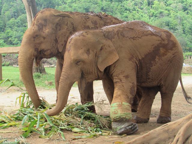 Visita a Elephant Nature Park - Nuestra primera vez en el Sudeste Asiático. Tailandia en Junio de 2018 (10)