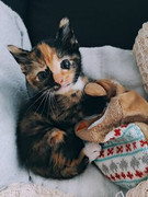 Daisy-Vermaak