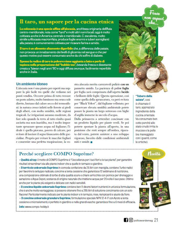 Pol Ver Mar 2025 (4)