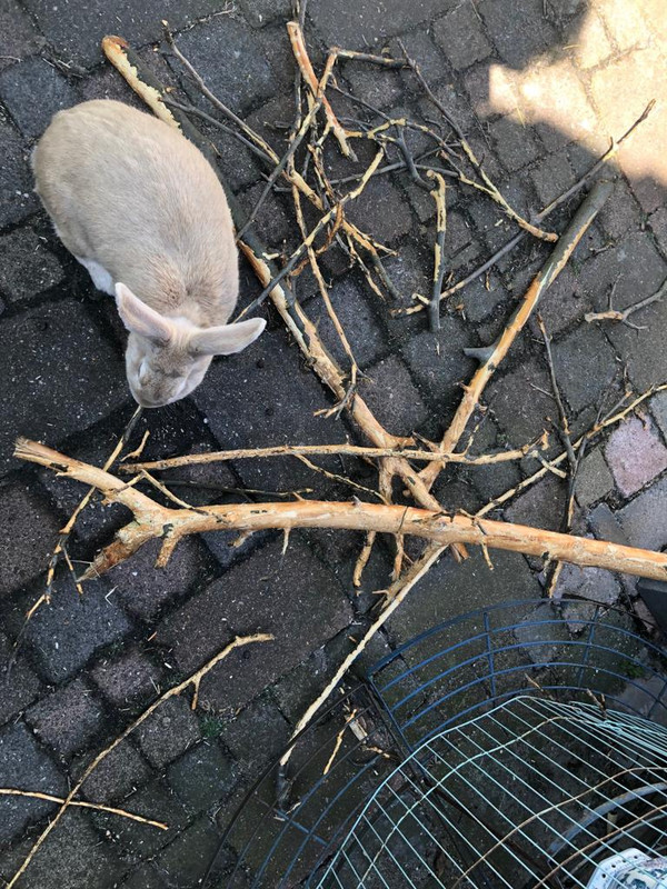 [Image: IMG-20190529-WA0001.jpg]