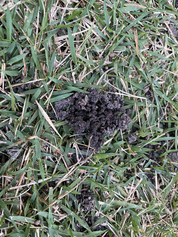 Dirt mounds in zoysia pest? Squirrels? Birds? Lawn Care Forum