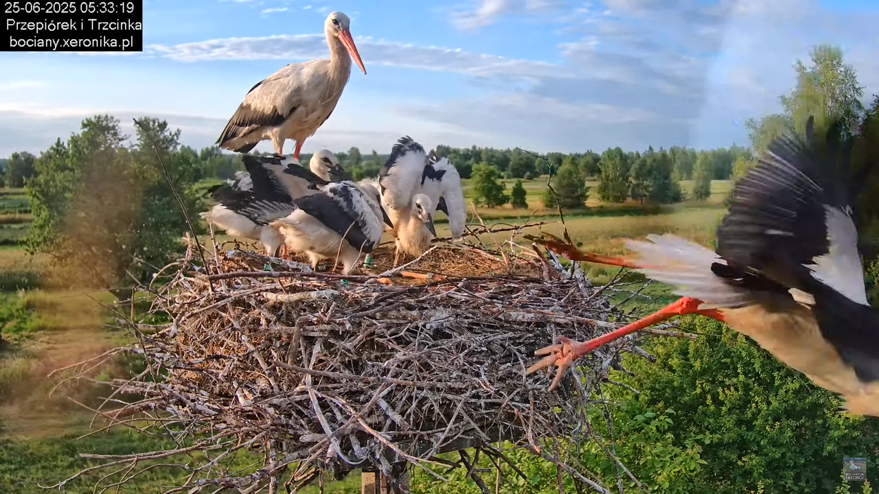 25062025bociany7