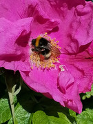 Petals-and-stripes
