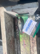 [Image: Green-Sunfish-5.jpg]