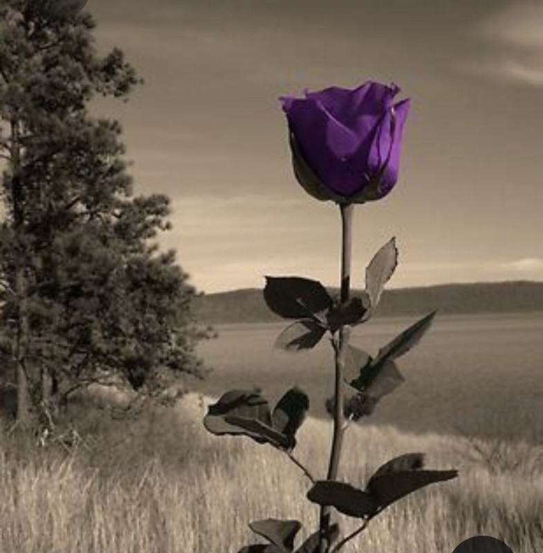 Screenshot_20230409_222331_Pinterest