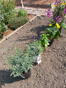 2023-06-18 New plants [1]