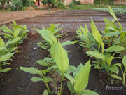 BBG&B12AStrollToSujataTemple - 1