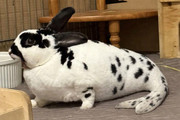 image-1776537382639
