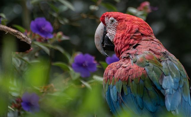 Parrots Sneezing Treatment