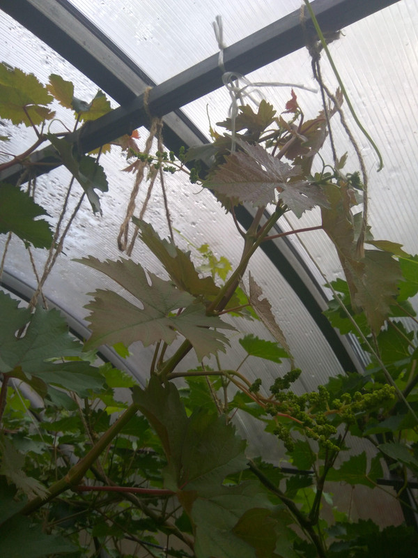 Сеянец Волкова 14-4-76 фото от 22.08.2018....