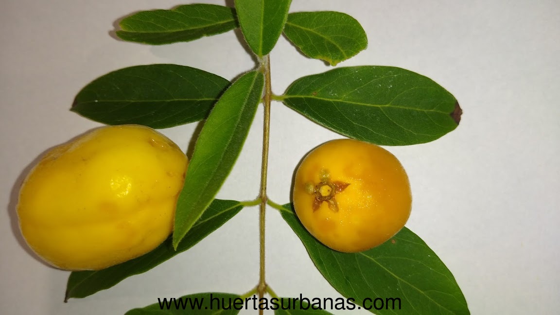 huertasurbanas_com_20191221_223351ubajay-9