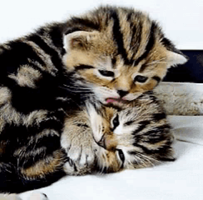 An den Beitrag angehängtes Bild: https://i.postimg.cc/s1Fc7Gks/oie-2572814n-EYAEHBZ.gif