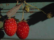 6.10.model strawberries X