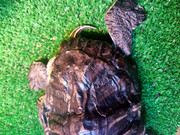 IMG_20250921_213353_493