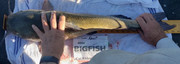 [Image: 29-one-half-catfish.jpg]