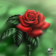 58-rosa