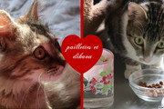 Quel Type De Boites Donner A Mon Chat Forum Sur Les Chats Quel Type De Boites Donner A Mon Chat Forum Sur Les Chats