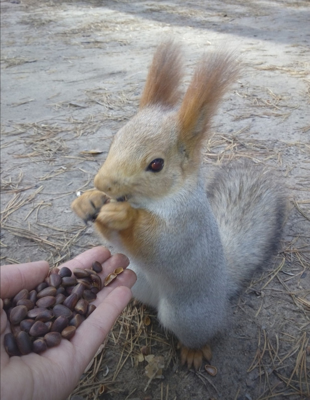 Screenshot_20201021_113021