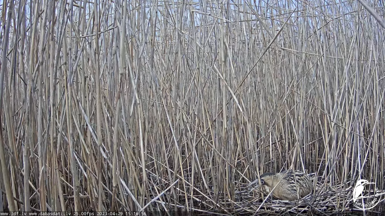 Lielais dumpis (Botaurus stellaris) Engurē - LDF tiešraide 13-1-56 screenshot