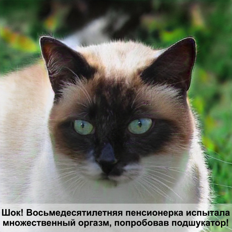 как правильно наносить гель лак кошачий глаз