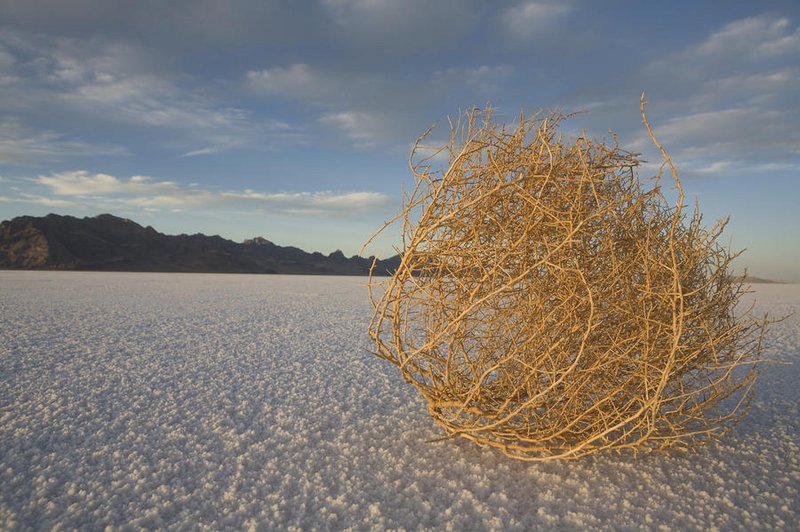 tumbleweed2.jpg