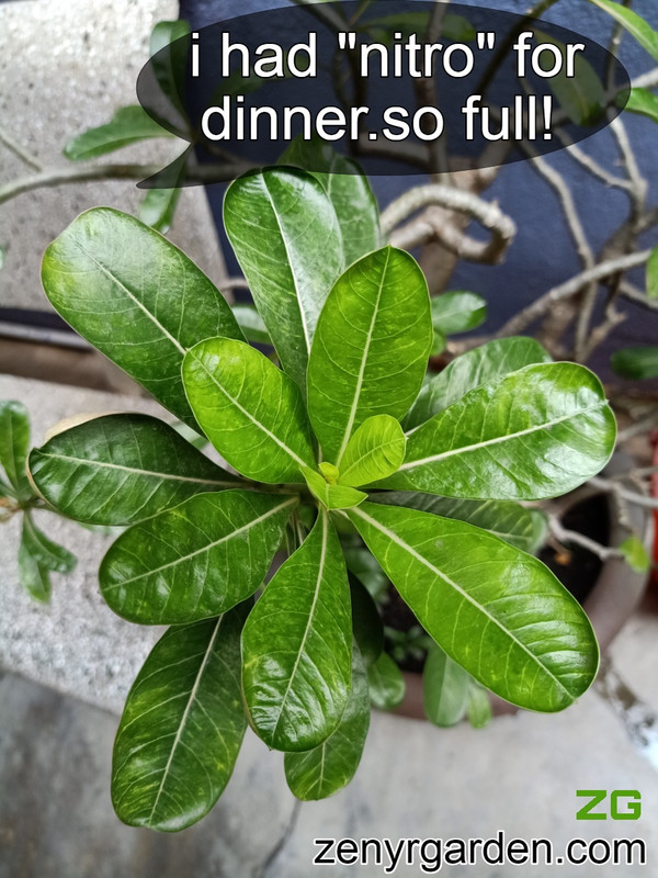 nitrogen-for-adenium-desert-rose.jpg