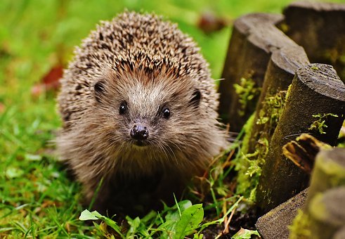 [Image: hedgehog-child-1759027-340.jpg]