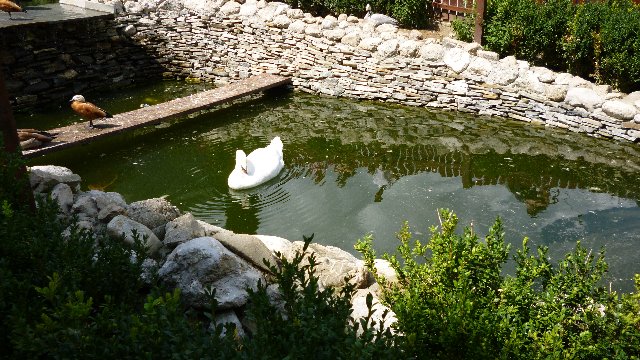 Încercările unui fotograf amator P1000295