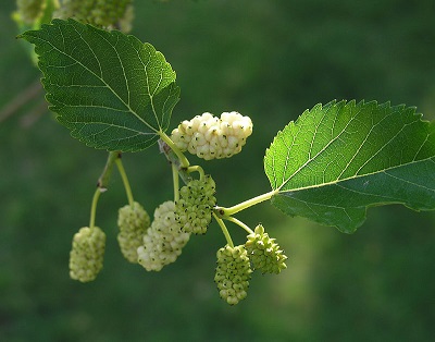 Known and unknown trees and their relationship with human life - Page 2 Morus-alba