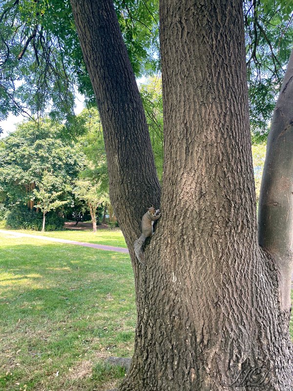 Animal-Squirrel-tree-HD.jpg