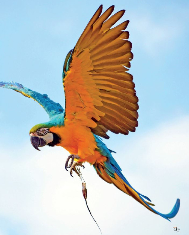 QuattroZampe Nov 2021 (4)