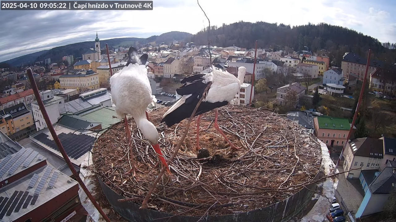 Živě z čapího hnízda na pivovarském komíně v Trutnově 11-33-45 screenshot